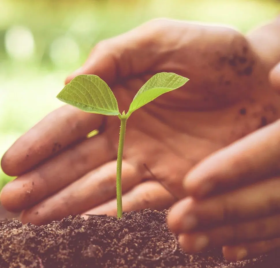 A person holding a plant in their hands.