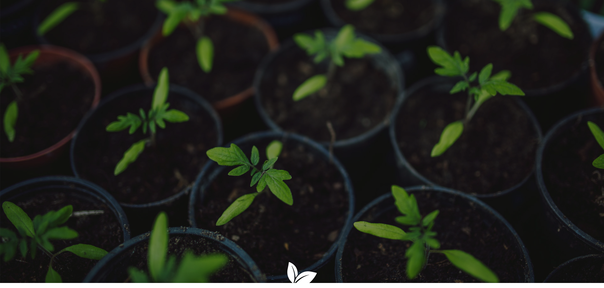 A close up of plants growing in pots