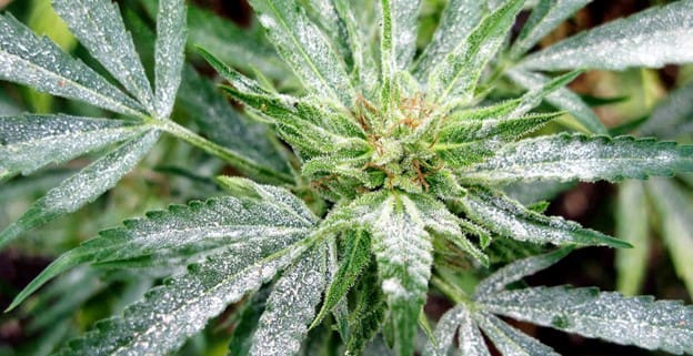 A close up of the leaves on a plant