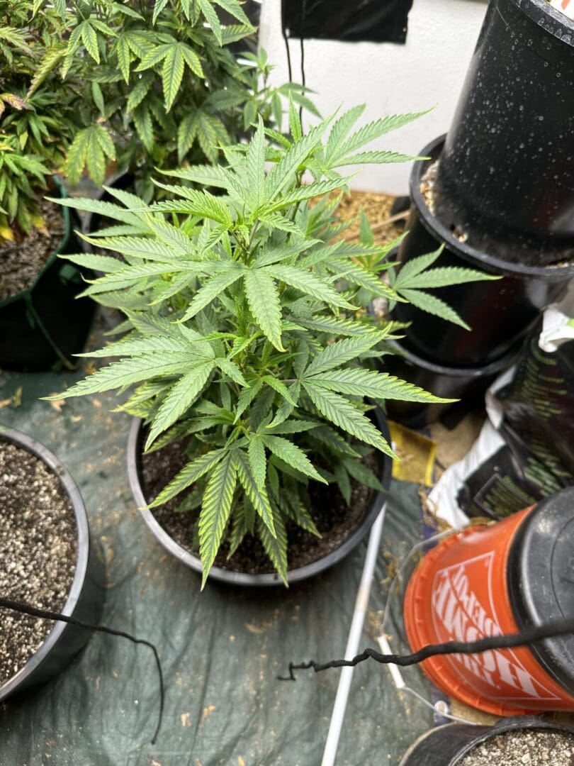 A pot of marijuana plants in a garden.