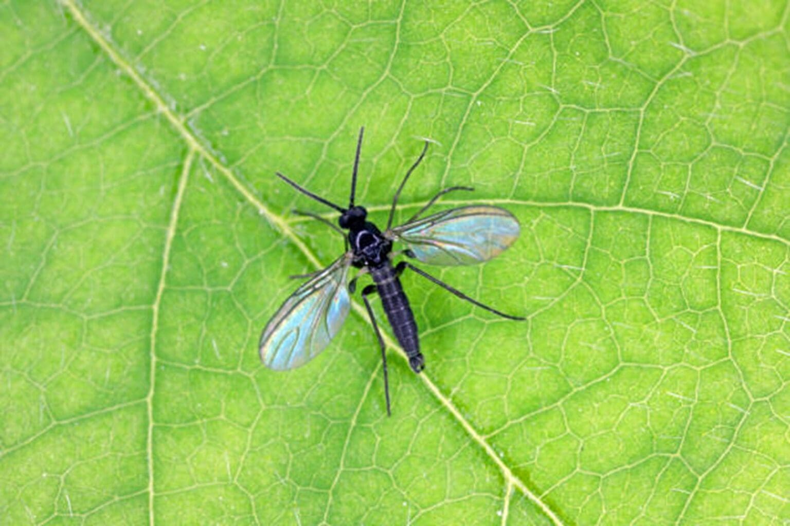 A black and blue insect sitting on top of a green leaf.