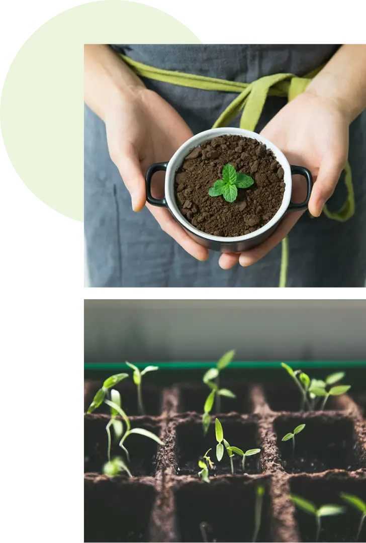 A person holding a plant in a pot