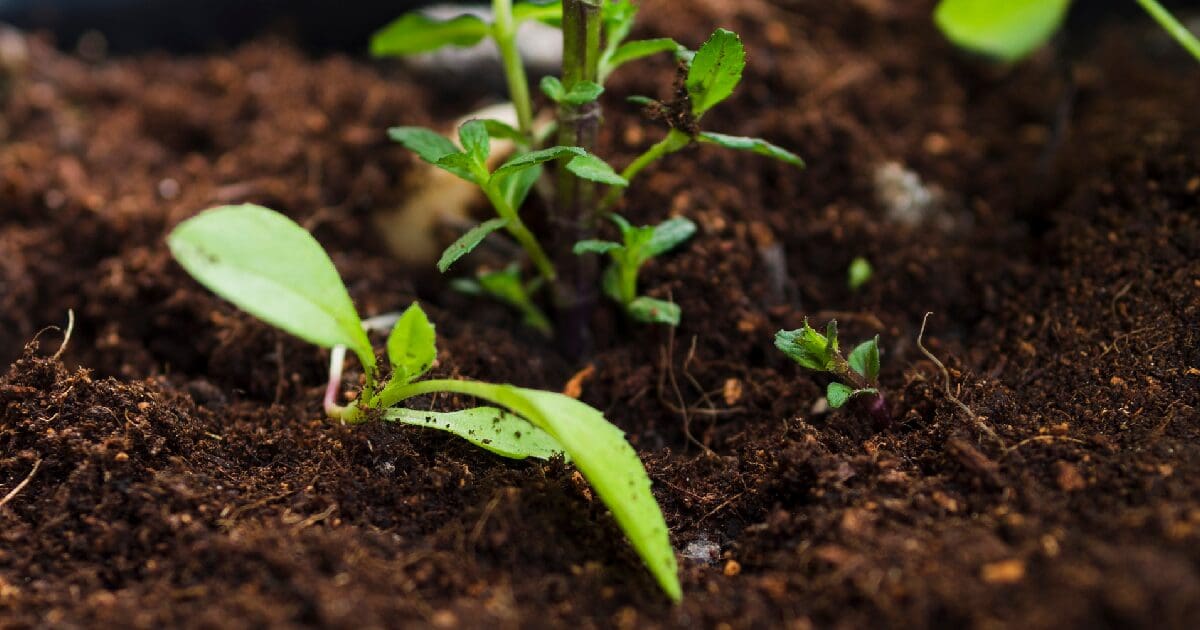 Super Soil Super Soil