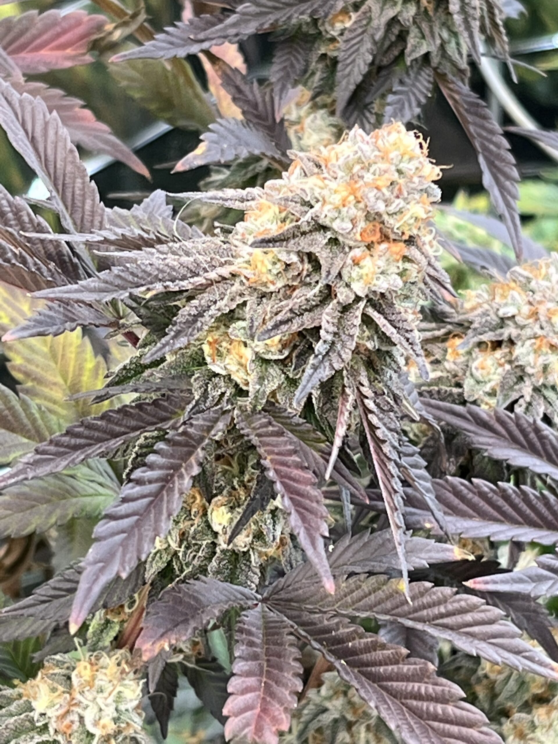 Cannabis super soil