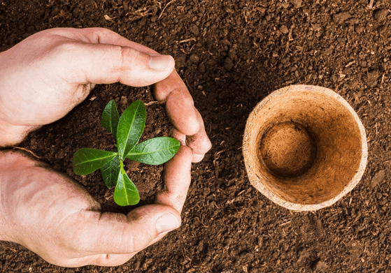 Organic Planting Soil