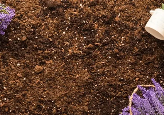 Organic Potting Soil Mix