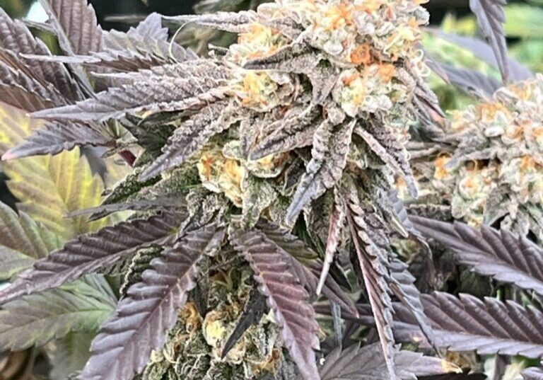 Cannabis super soil