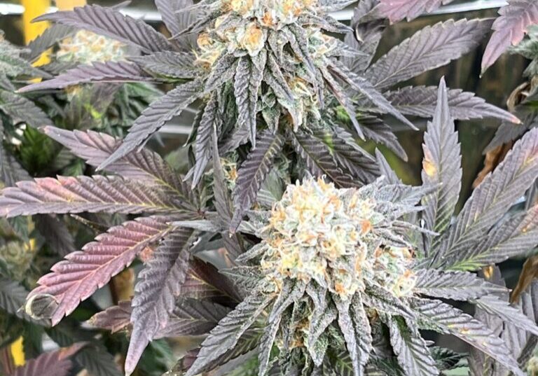 Super Soil