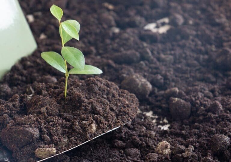 Planting Soil