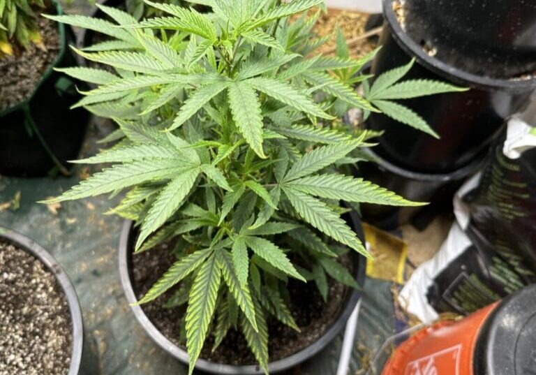 A pot of marijuana plants in a garden.